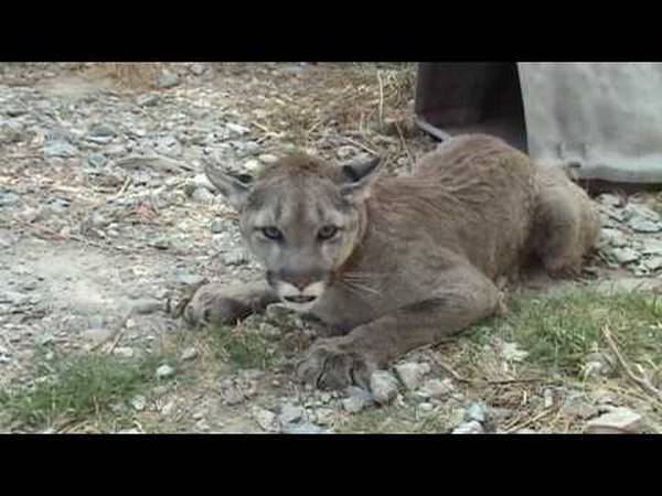 rencontre cougar melun
